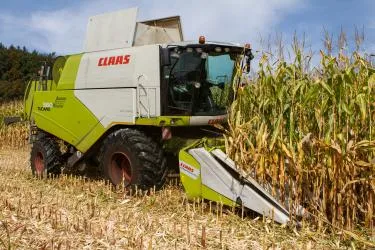 Silo- und Körnermais