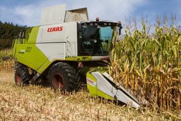 Agromais Amaveritas